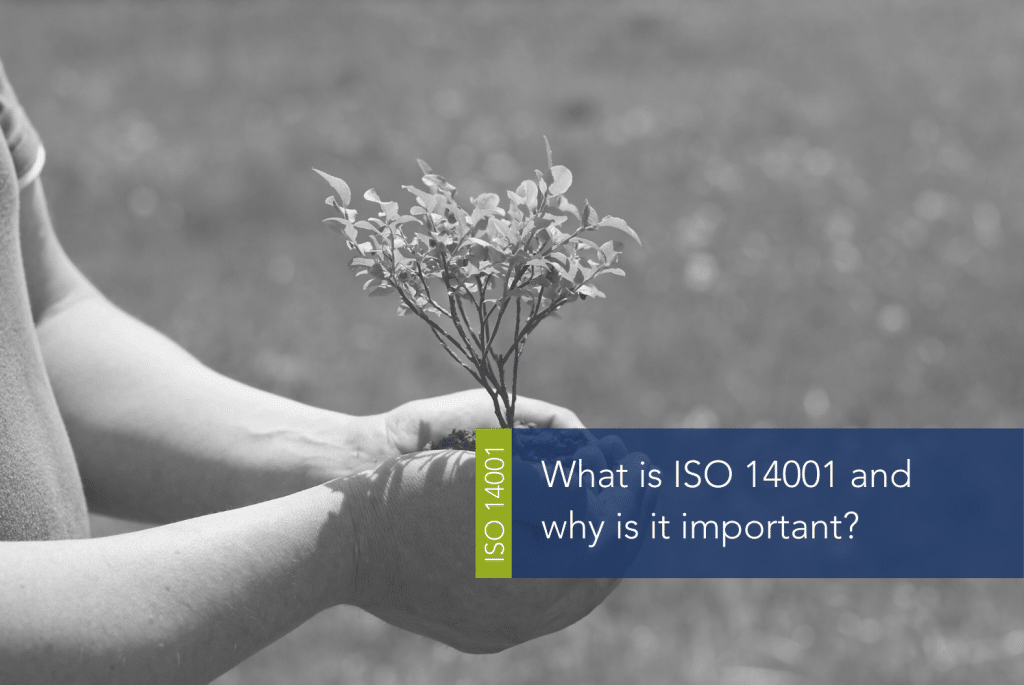 What is ISO 14001 and why is it important MAIN A person holding a small plant