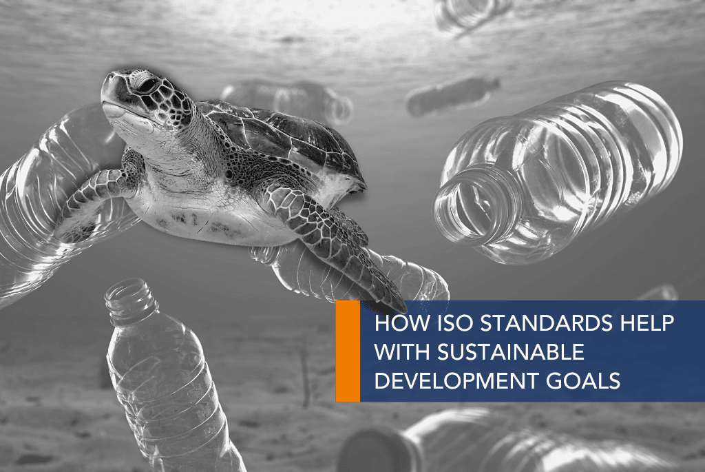 SDG article main image A turtle swimming in water