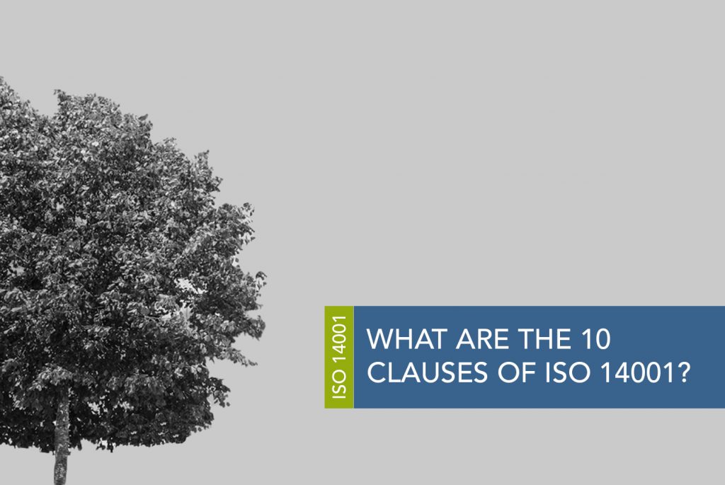 Black and white image of a large leafy tree against a plain background