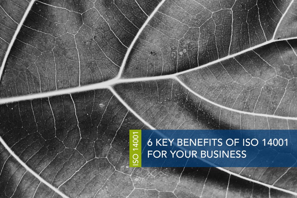 A close up black and white image of a leave's veins